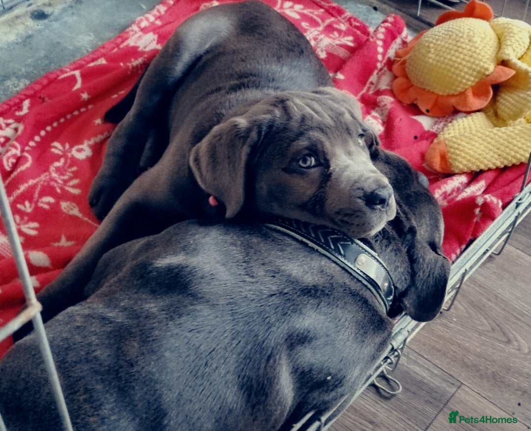Cane Corso dogs for sale: Full pedigree cane corso - Advert 13