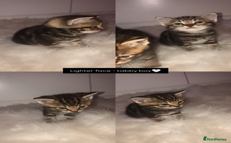 Mixed Breed cats - Advert 4