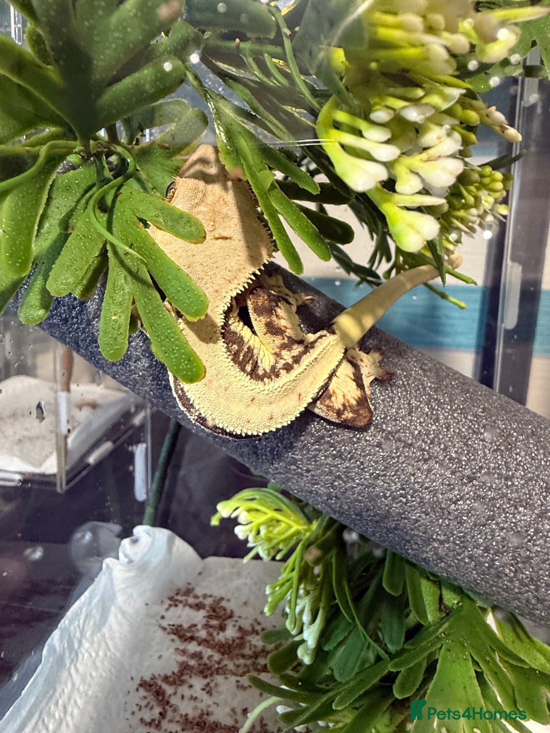 Gecko reptiles for sale: 🔥🔥🔥 Baby crested Geckos 🔥🔥🔥 - Advert 3