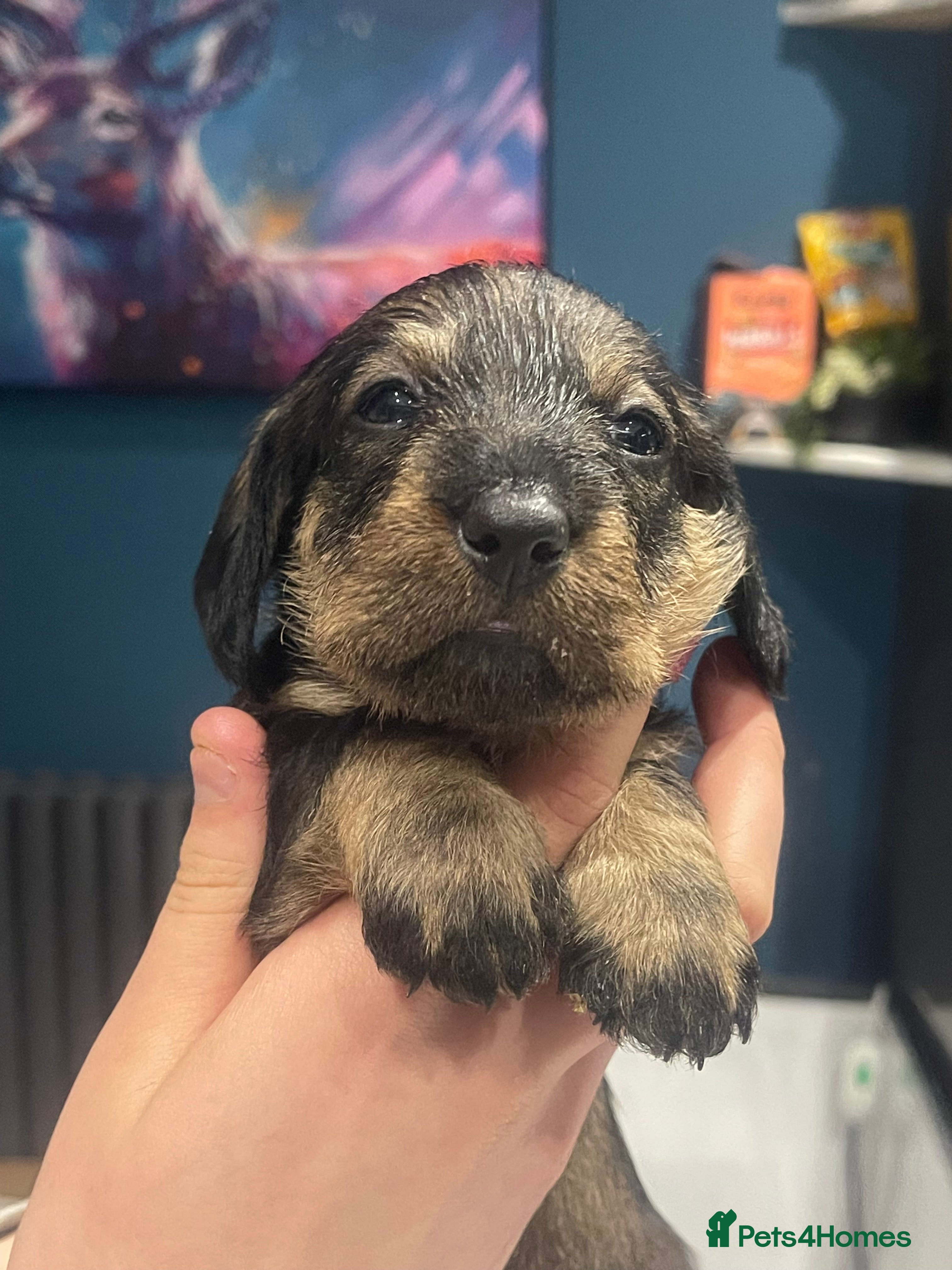 Dachshund dogs Standard wirehaired dachshund  - Advert 2