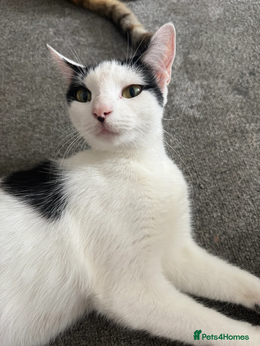 European cats for sale: 3 kittens for sale  in Grimsby - Advert 1