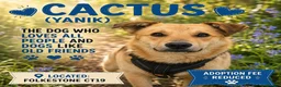 Mixed Breed dogs for adoption: 💙CACTUS💙 LOW-MEDIUM BOY LOVES WITH ALL HIS HEART in Folkestone - Advert 1