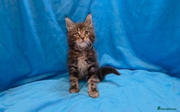 Maine Coon cats for sale: Ready December TICA beautiful Maine Coon Kittens  - Image 30
