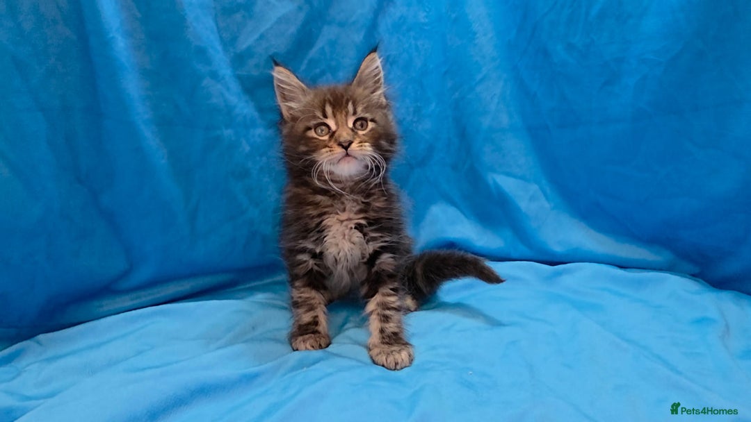 Maine Coon cats for sale: Ready December TICA beautiful Maine Coon Kittens  - Image 30