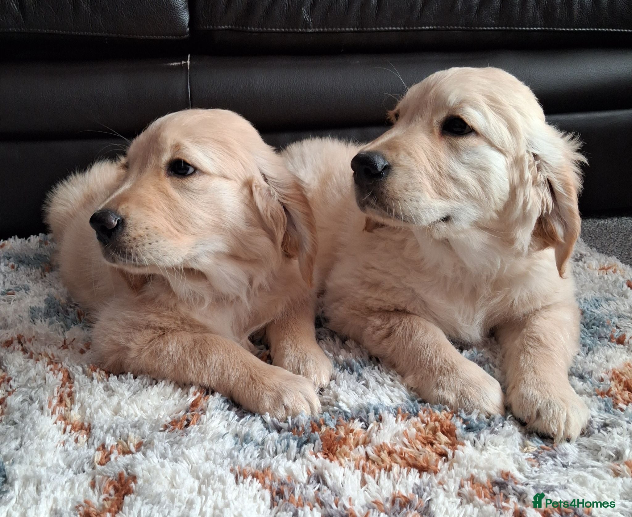 Golden Retriever dogs 1 KC girl ready for a new home! - Advert 14