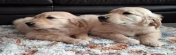 Golden Retriever dogs for sale: 1 KC girl ready for a new home! - Advert 2