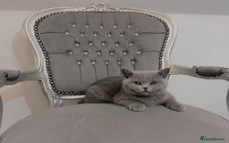 British Shorthair cats for sale: British blue shorthaired male & female kitten - Image 7