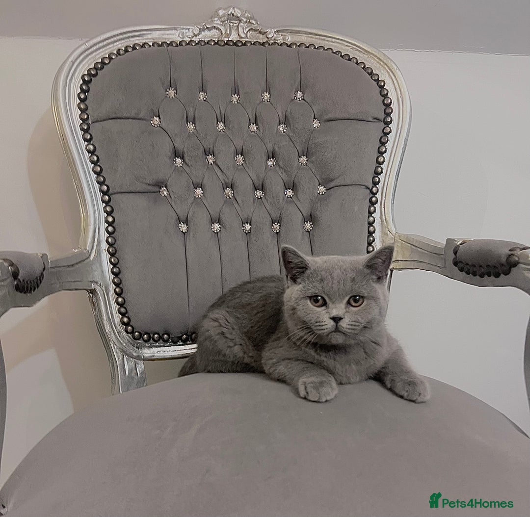 British Shorthair cats for sale: British blue shorthaired male & female kitten - Image 7
