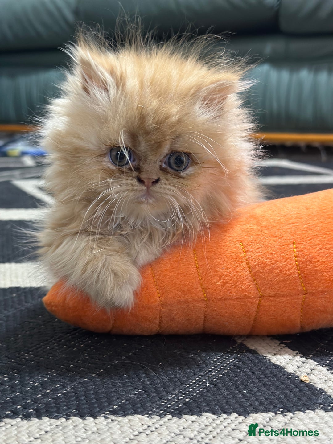 Persian cats for sale: Pedigree Persian Kittens ready to be rehomed - Image 6