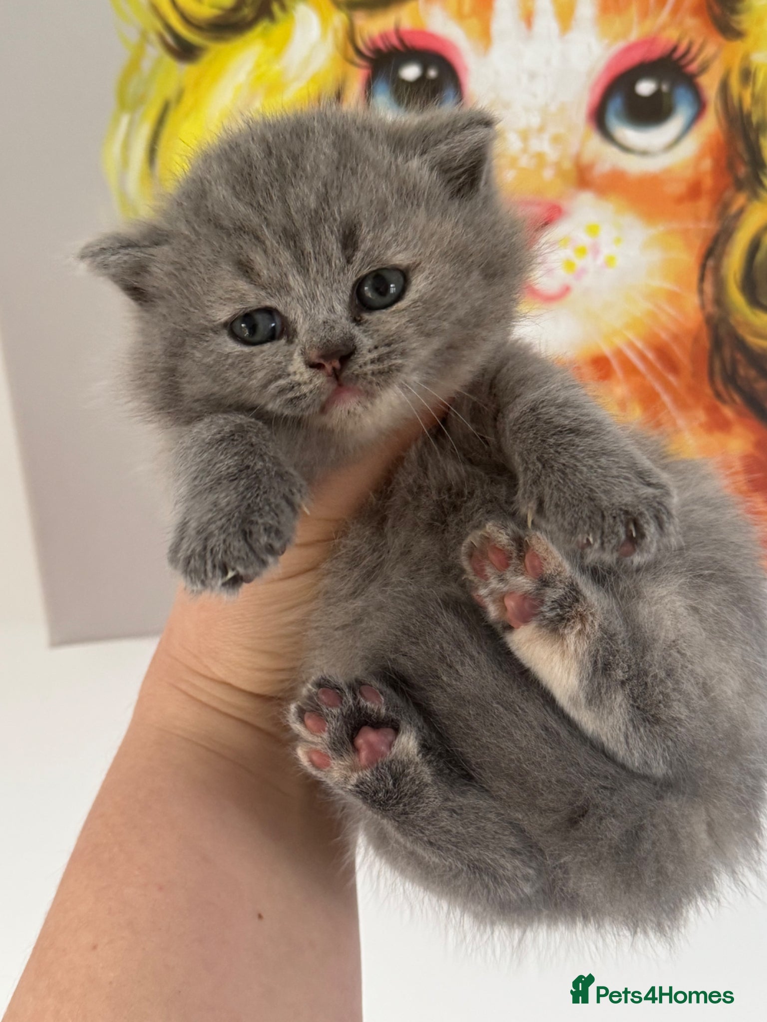 British Shorthair cats British Shorthair Kittens Available TICA 😻😻😻 - Advert 2