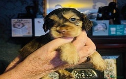 Cocker Spaniel dogs for sale: lyncham cocker spaniels - Image 4