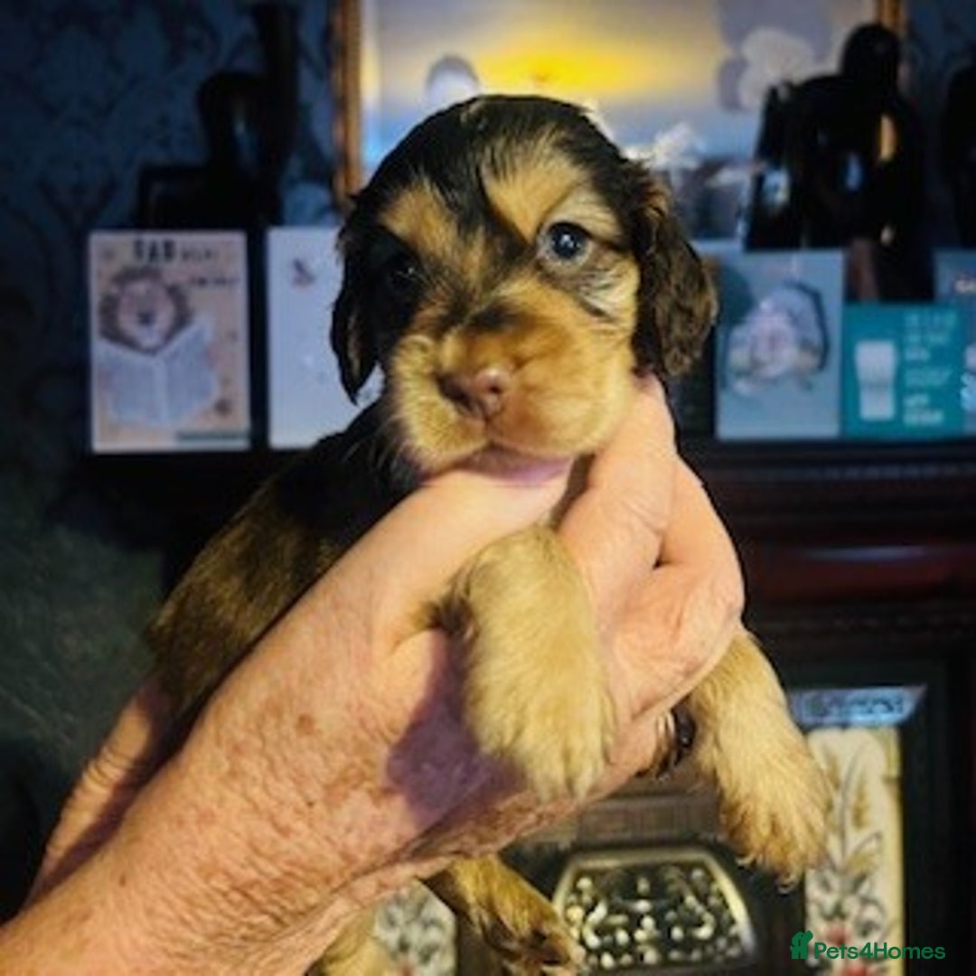 Cocker Spaniel dogs for sale: lyncham cocker spaniels - Image 4