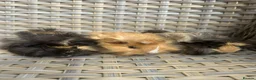Guinea Pig rodents for sale: 3 Handsome long haired male guinea pigs. - Advert 5