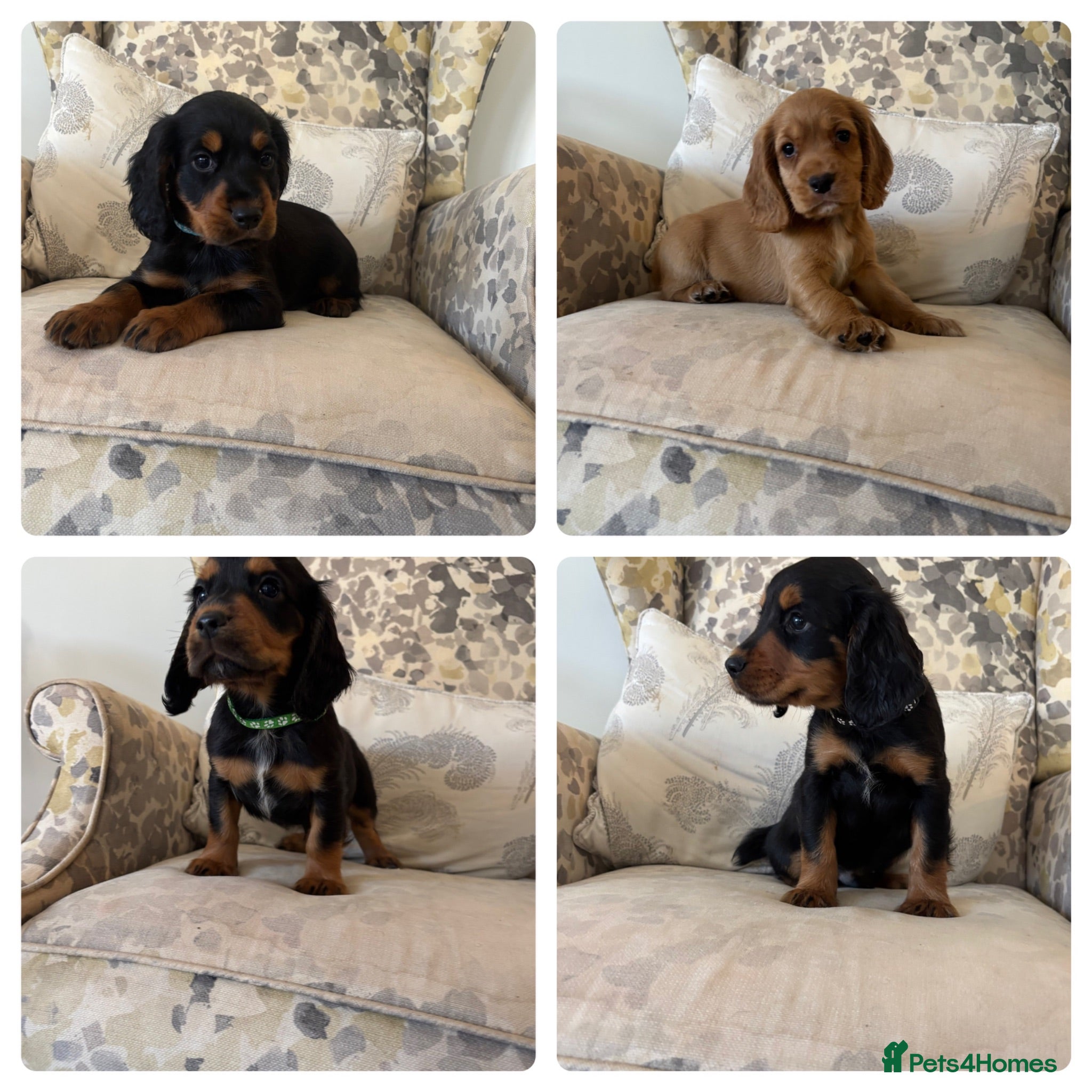 Cocker Spaniel dogs Fantastic Litter of Working Cocker Spaniels  - Advert 1