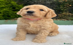 Labradoodle dogs for sale: F1 labradoodle  - Image 9