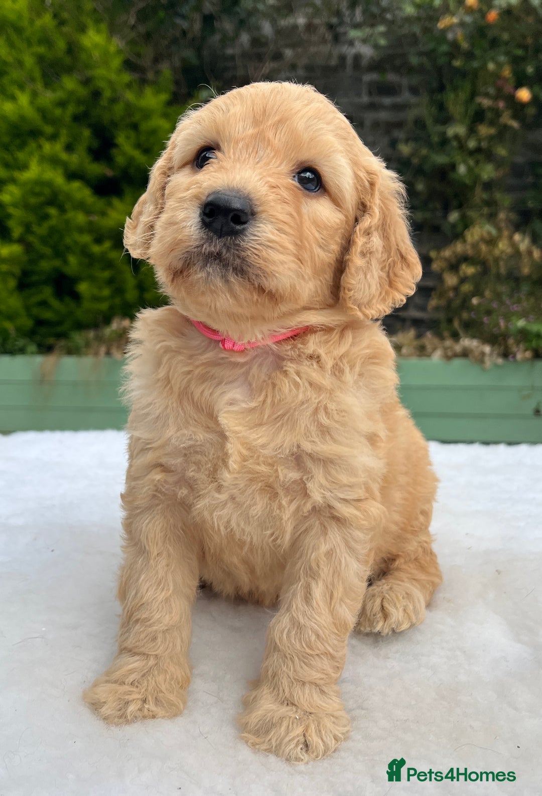 Labradoodle dogs for sale: F1 labradoodle  - Image 9