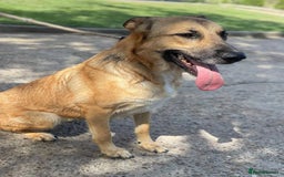 Mixed Breed dogs for adoption: 💛 Tara – 2 years behind bars, still smiling 💛 - Image 4