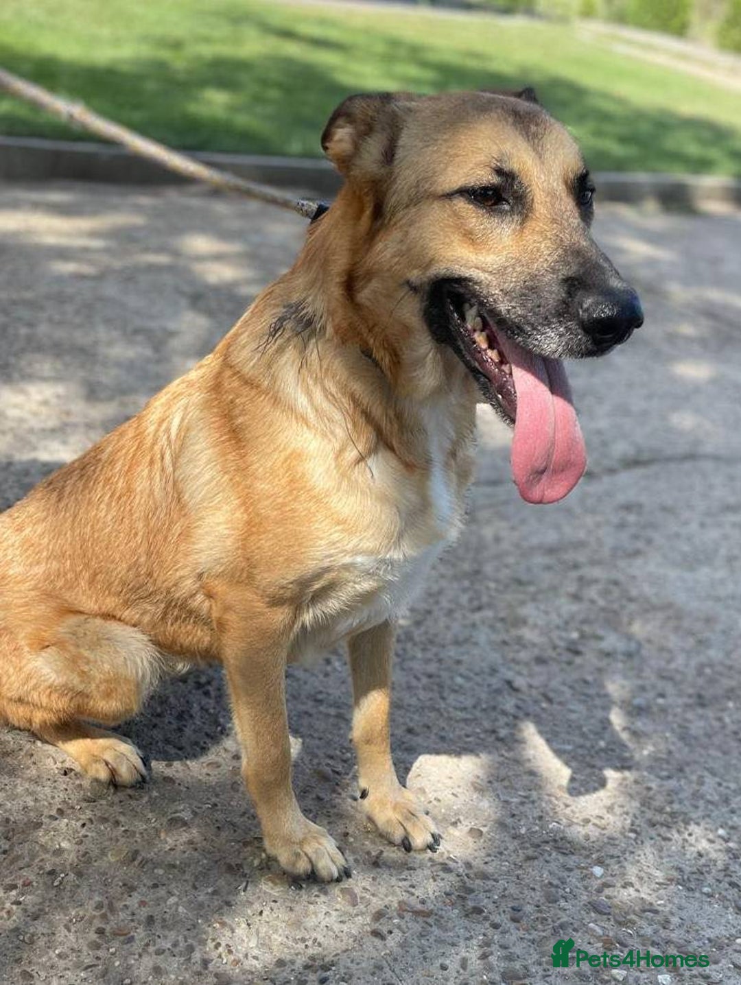 Mixed Breed dogs for adoption: 💛 Tara – 2 years behind bars, still smiling 💛 - Image 4