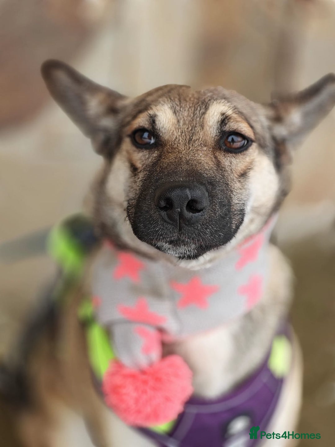 Mixed Breed dogs for adoption: ❤️TESSA – Soft and Gentle Puppy❤️ - Advert 1