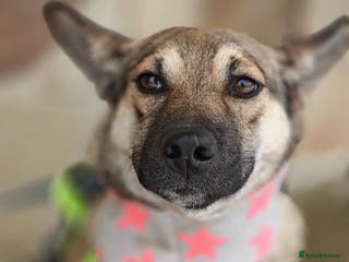 Mixed Breed dogs ❤️TESSA – Soft and Gentle Puppy❤️ - Advert 1