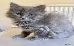 Ragdoll cats for sale: ADORABLE RAGDOLL POLYDACTYL KITTENS - READY NOW - Image 39