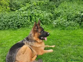 German Shepherd dogs Quality litter GSD @icepack kennels - Advert 7