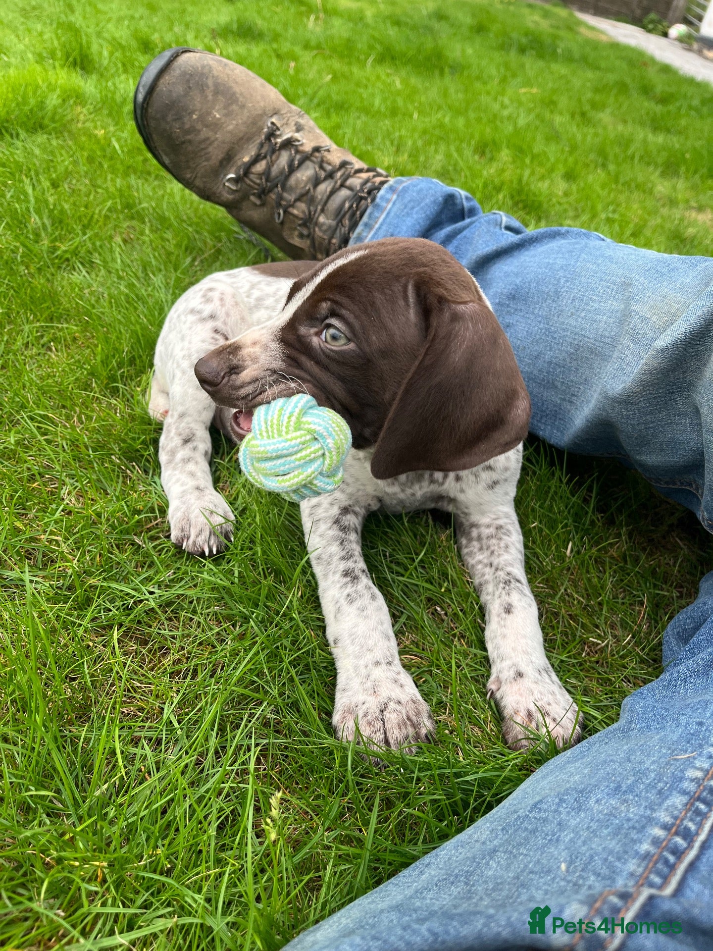 German Shorthaired Pointer dogs Ready this weekend  - Advert 4