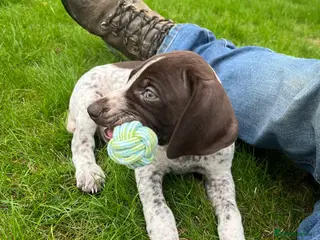 German Shorthaired Pointer dogs Ready this weekend - Advert 3