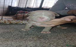 American Bully dogs for sale: Micro Exotic / pocket bully’s  - Image 7