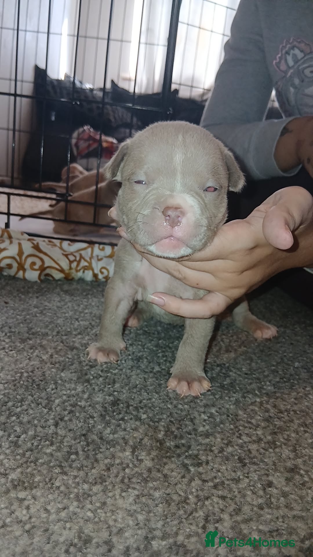 American Bully dogs for sale: Micro Exotic / pocket bully’s  - Image 7