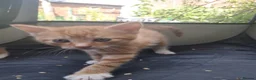 Mixed Breed cats for sale: Beautiful Kittens Ready for Loving Homes in Ottery Saint Mary - Advert 14