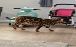 Bengal cats for sale: Pure bengal boy  - Image 3