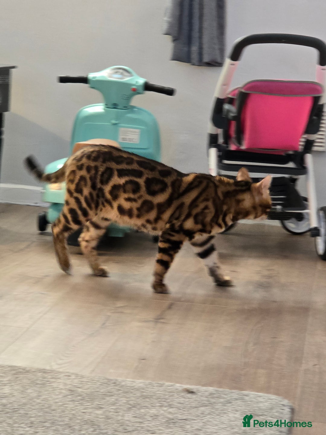 Bengal cats for sale: Pure bengal boy  - Image 3