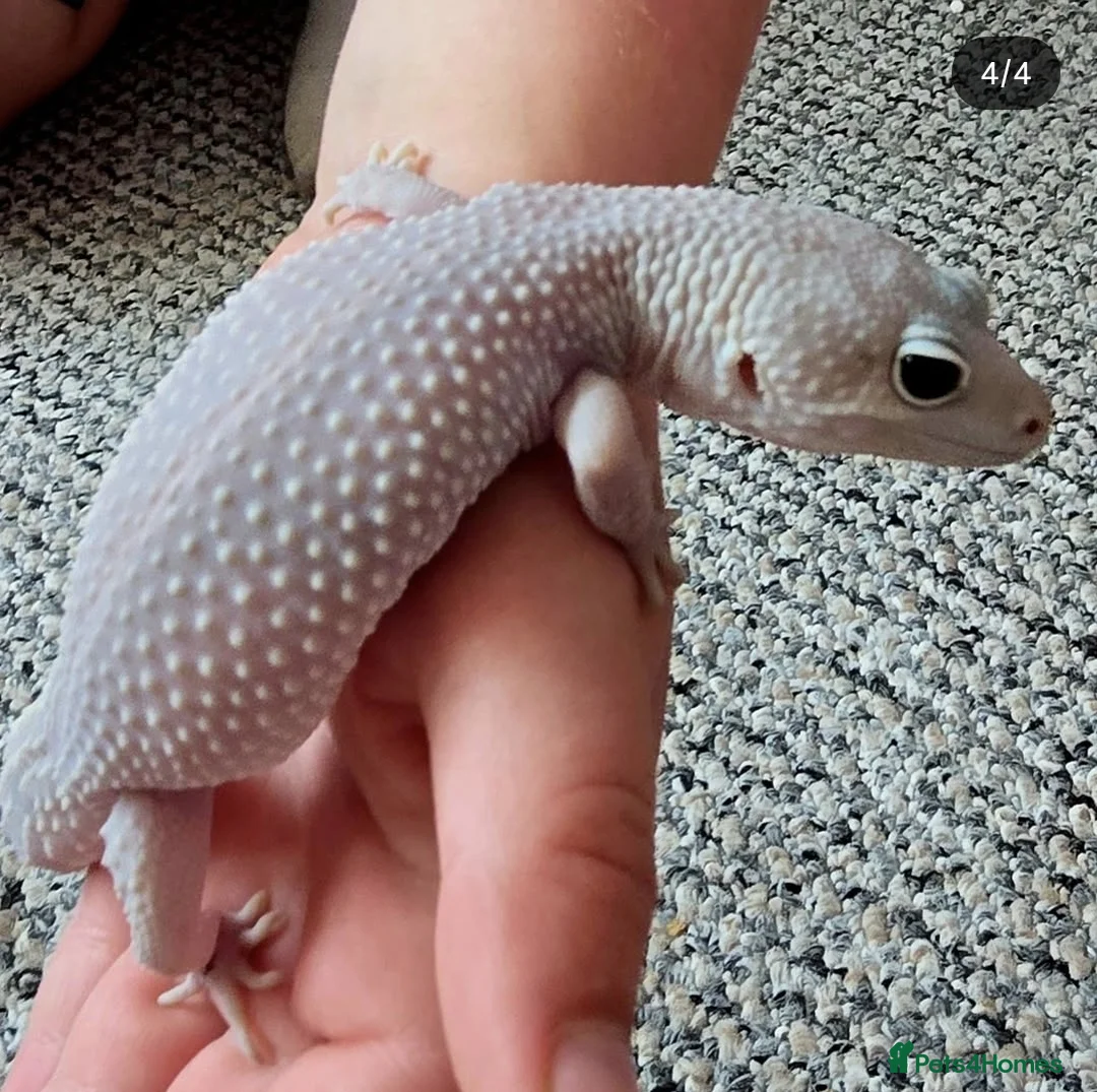 Leopard Gecko reptiles for sale: Various leopard gecko morphs nd equipment for sale in Maidstone - Advert 2