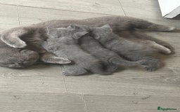 British Shorthair cats for sale: Full British short hair adorable kittens - Image 12