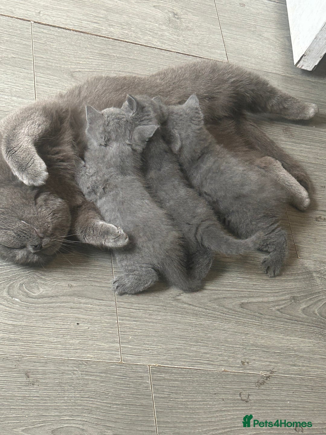 British Shorthair cats for sale: Full British short hair adorable kittens - Image 12
