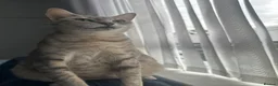 Bengal cats for sale: Female Bengal kittens  - Advert 2