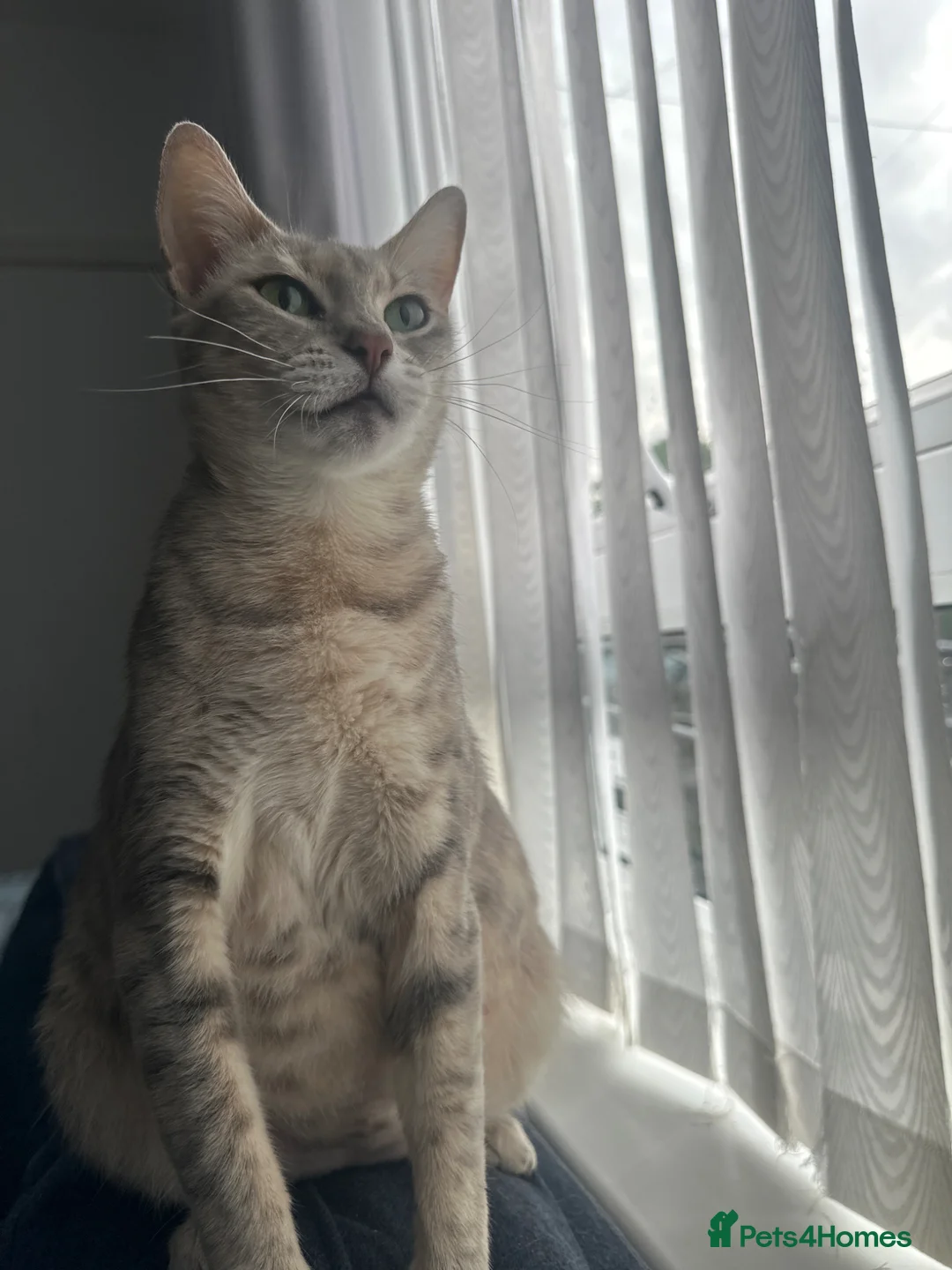 Bengal cats for sale: Female Bengal kittens  - Advert 2