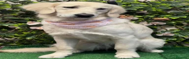 Golden Retriever 1