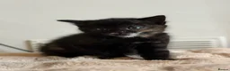 Domestic Shorthair cats for sale: 2 calico female kittens ready to reserve  - Advert 15