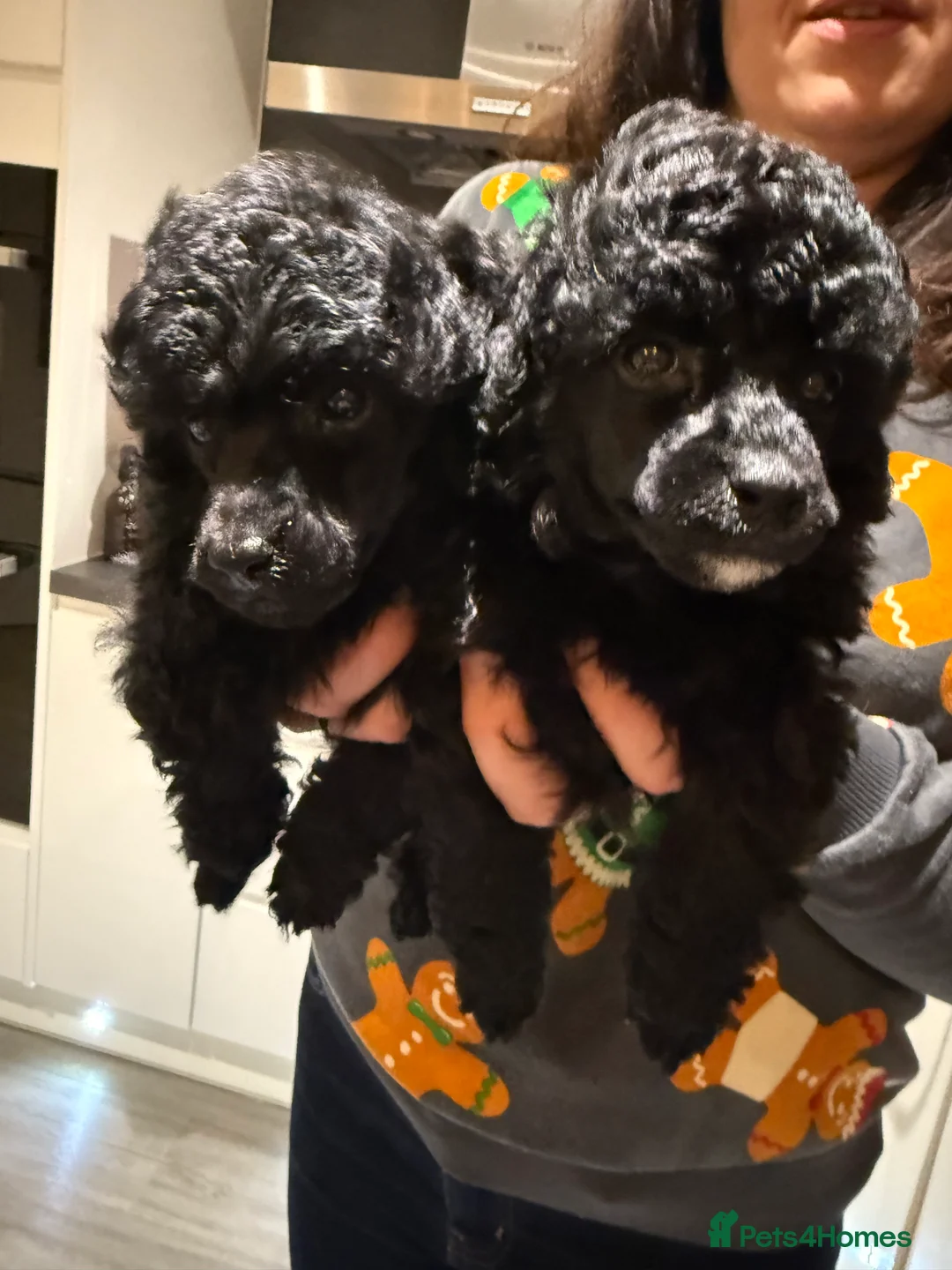 Toy Poodle dogs for sale: Kc registered Toy Poodle pure breed - Advert 3