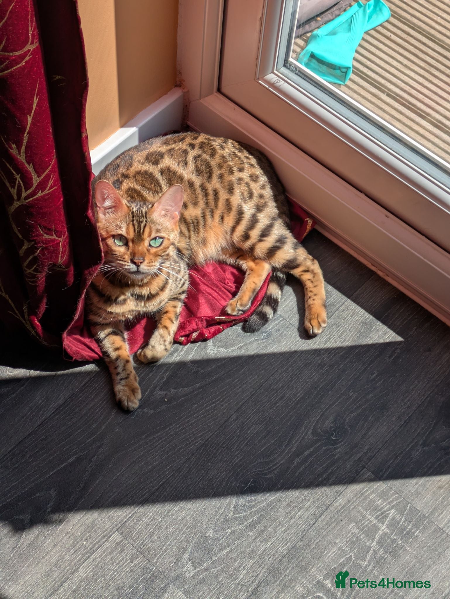 Bengal cats Beautiful, calm-tempered Bengal for sale - Advert 11
