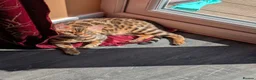 Bengal cats for sale: Beautiful, calm-tempered Bengal for sale in Plymouth - Advert 1