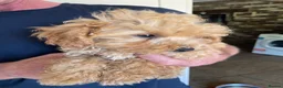 Maltipoo dogs for sale: ❤️Beautiful maltipoos. 2 BOYS LEFT❤️ REDUCED  - Advert 15