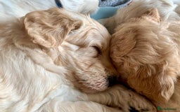 Labradoodle dogs for sale: Lily's Mini's - Multigen Mini Labradoodle Puppies - Image 18