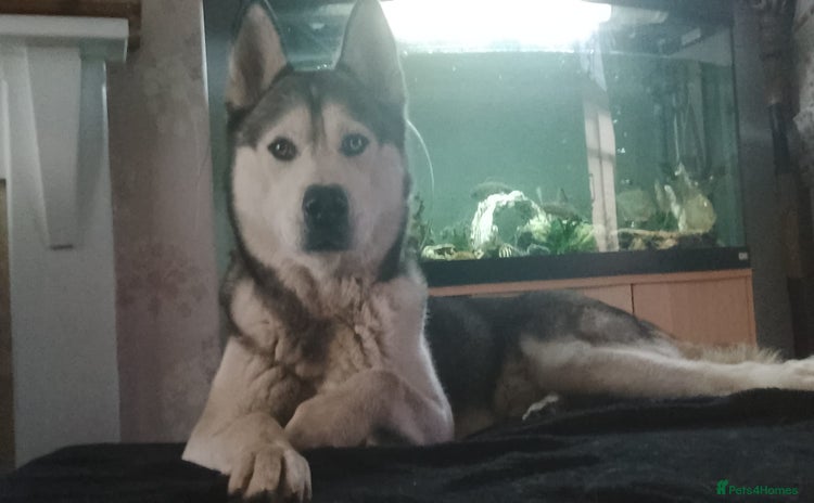 Siberian Husky dogs - Advert 1