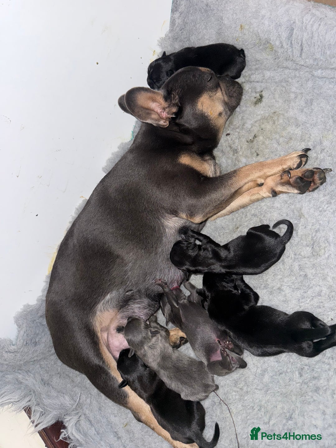 Mixed Breed dogs for sale: French bulldog x Staff  - Advert 1