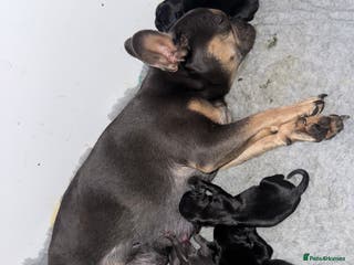 Mixed Breed dogs French bulldog x Staff - Advert 10