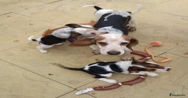 Beagle dogs - Advert 4