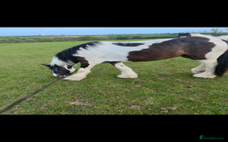 Irish Cob horses for sale: Little colt for sale  - Image 3